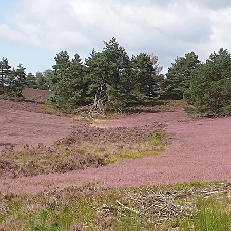 Lejlighed Likehome Apartments Buchholz in der Nordheide