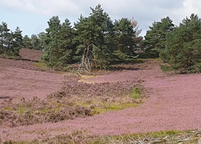 Daire Likehome Buchholz in der Nordheide